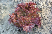 directory_images/Pflanzen im Spreewald/9 Pflanzen in Spreewaldgarten/Gemuese/Blattsalat-1_Lactuca-sativa-var-crispa.jpg
